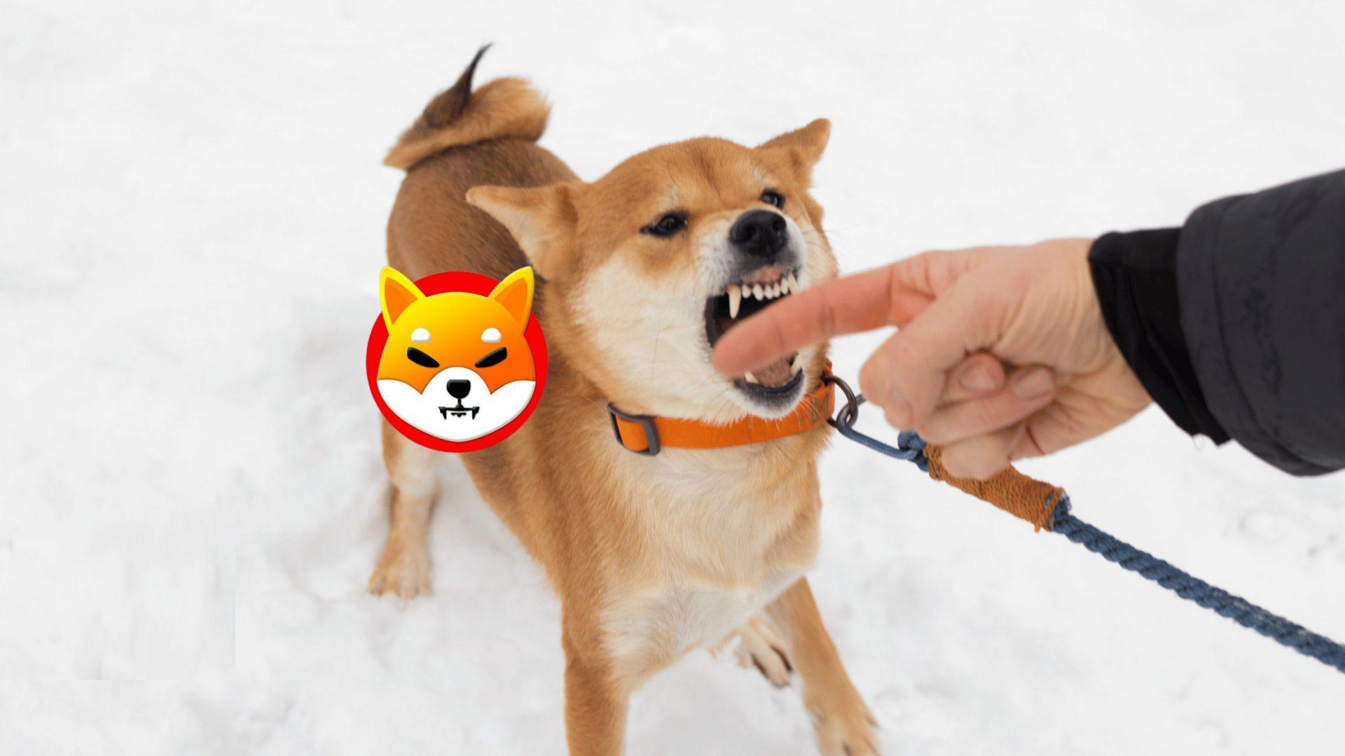 柴犬的持续吠叫导致硬币被投资者咬伤